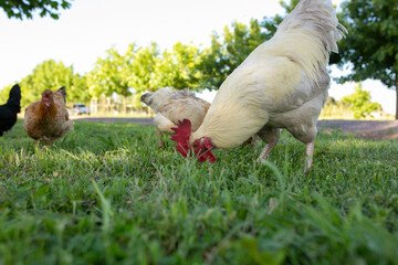 Gallinas y gallos juntos a la par