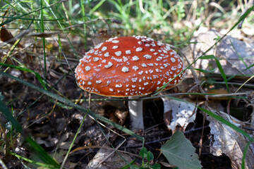 Photo of a fly agaric growing in the forest