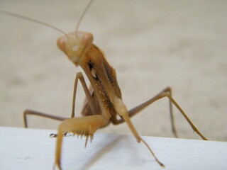 Camouflaged Praying Mantis Insect on Wall