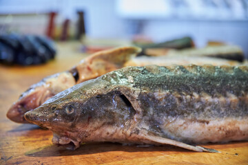 Two large size sturgeons on the fish market table at the Teze Bazaar in Baku, Azerbaijan in 2020.