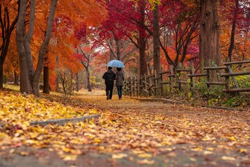 Obraz premium autumn, park, fall, walking. LOVE