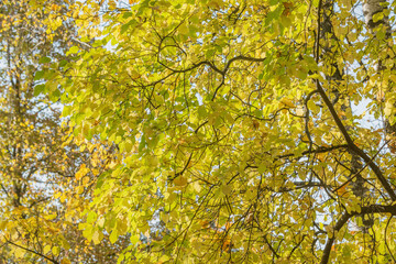 Large-leaved lime or large-leaved linden at autumn time.