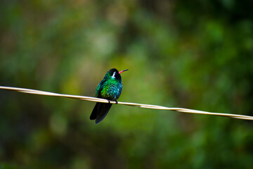 colibrí 