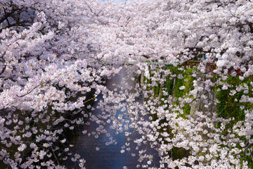 桜と川