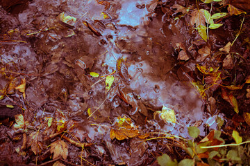 Autumnal Leaves Of Various Colours In A Muddy Puddle