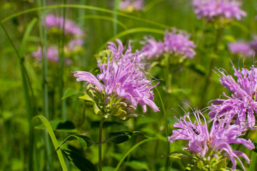 Purple Wildflowers