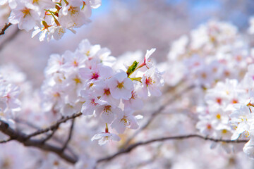 満開の桜