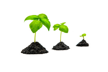 Basil sprouts isolated on white background. Growing basil at home indoors. Clean eating, organic horticulture,harvesting