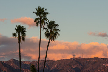 Fototapeta na wymiar Palm trees with Mt Wilson on the San Gabriel Mountains in the background. Photo taken from Pasadena, California on a windy afternoon.
