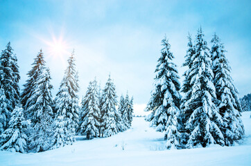 Beautiful winter landscape with snow on the trees