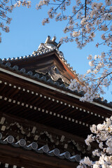 Naklejka premium 南禅寺法堂と桜