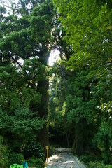 大門坂の夫婦杉