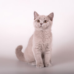 British shorthair cat on the studio background