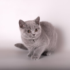 British shorthair cat on the studio background