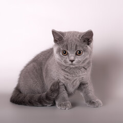 British shorthair cat on the studio background