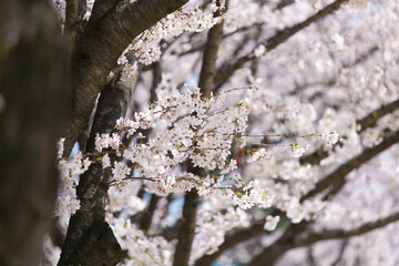 満開の桜並木