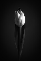 black and white not bloomed white tulip on black background placed in he center 