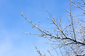 雪のつもった樹木