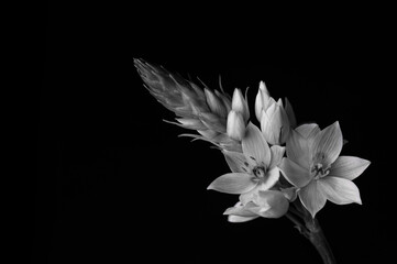 Black and white star  flower on black background placed in low right corner 