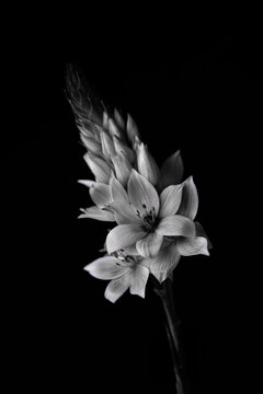 Black and white star  flower placed on the center of a black background 
