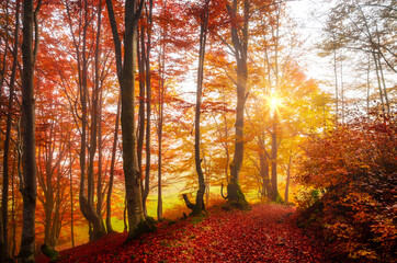Fototapeta premium Golden forest with fog and warm light