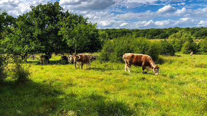Cows English longhorn cattle Epping Forest