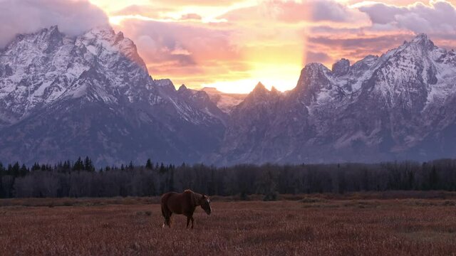 Lone horse walking through field during colorful sunset with snow capped mountains in the Grand Tetons.