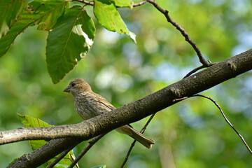 Juvenile House Finch perched in a Beech tree