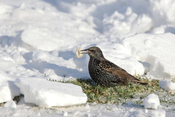 European starling on the ground, in winter