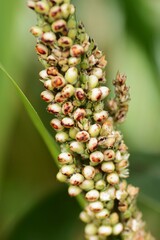 Sorghum bicolor / Poaceae annual grain