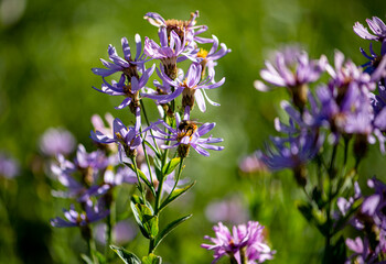 Pollinator