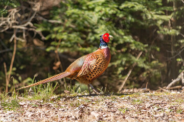Cock pheasant parading on the edge of the forest