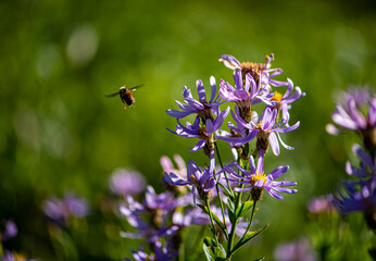 Mountain Bee