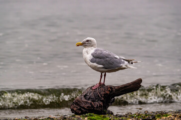 Seagull