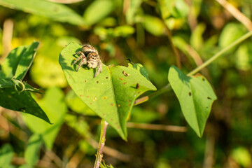 araña