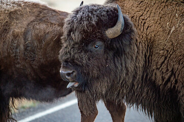 Bison