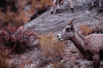 Bighorn sheep