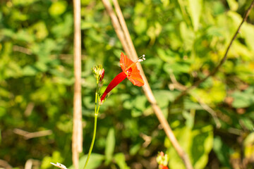 ipomea