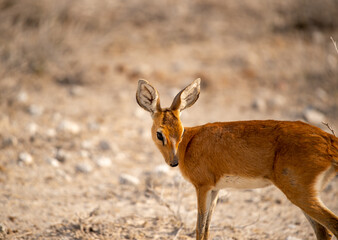 Steenbok