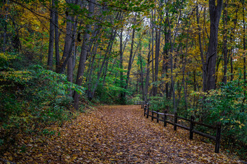 Autumn forest scenery with road of fall leaves. Footpath in autumn forest nature.