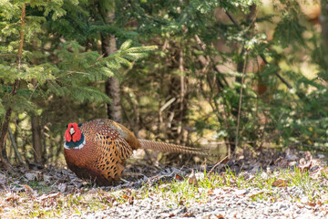 Glaring pheasant hiding under evergreens