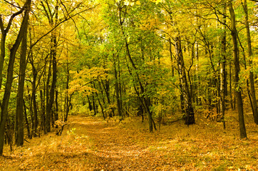 Fototapeta premium droga w lesie