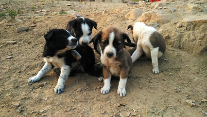 group of puppies || black and white and brown puppy