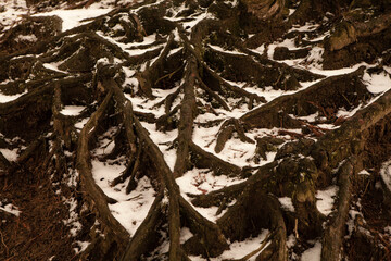 毛越寺（大泉が池）