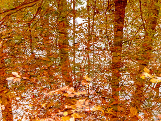 Autumn in the Forest Reflection