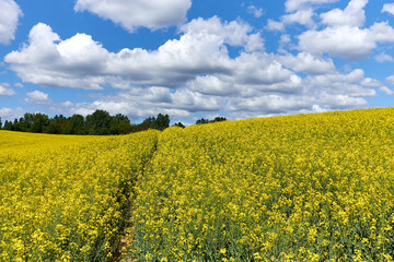 Rapeseed flower field agains deep blue cloudy sky. Spring landscape, vivid blue and yellow colors for backgrounds