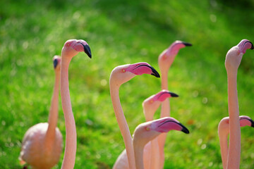 Flock of beautiful pink Greater Flamingos. They are not globally threatened but face habitat loss.