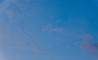 Birds in Formation with a Blue Sky