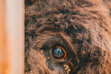 The eye of the bison close up.