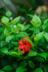 bright large flower of red hibiscus in the garden. known as "bunga raya" in Malaysia.